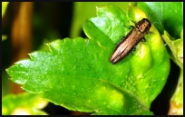 Agrilus ribesii