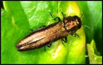 Agrilus ribesii