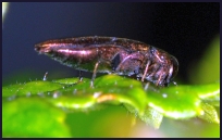 Agrilus ribesii