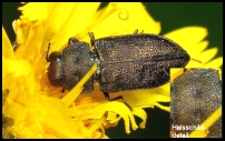 Anthaxia quadripunctata