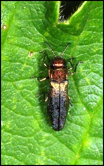 Agrilus olivicolor