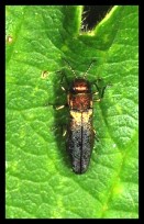 Agrilus olivicolor