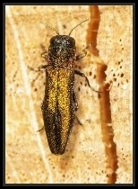 Agrilus cf angustulus