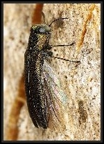 Agrilus cf laticornis