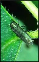 Agrilus olivicolor