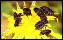 Melanthaxien auf Blüte