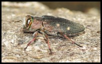 Chrysobothris affinis; Walldorf (Baden)