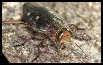 Chrysobothris affinis; Walldorf (Baden)