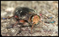 Chrysobothris affinis; Walldorf (Baden)