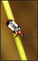 Crioceris asparagi