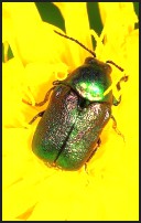 Cryptocephalus aureolus