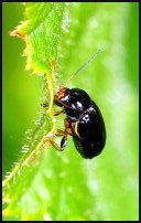 Cryptocephalus flavipes
