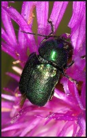 Cryptocephalus sericeus